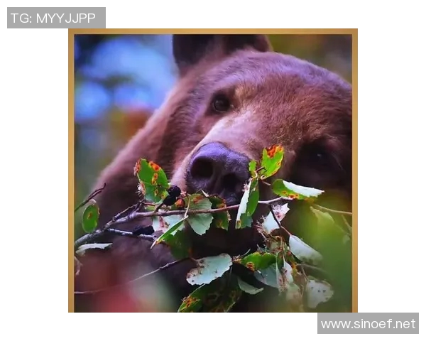 《深入探索灰熊生态与行为特征揭示其在自然界中的关键角色》 《深入探索灰熊生态与行为特征揭示其在自然界中的关键角色》