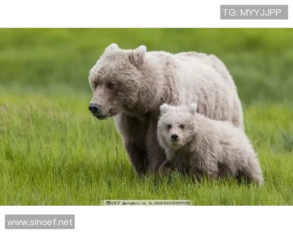 《深入探索灰熊生态与行为特征揭示其在自然界中的关键角色》 《深入探索灰熊生态与行为特征揭示其在自然界中的关键角色》