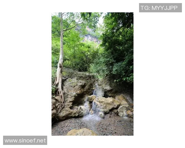 灰熊生态研究：栖息地保护、种群动态与生态环境的相互关系分析